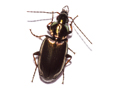 Agonum fuliginosum